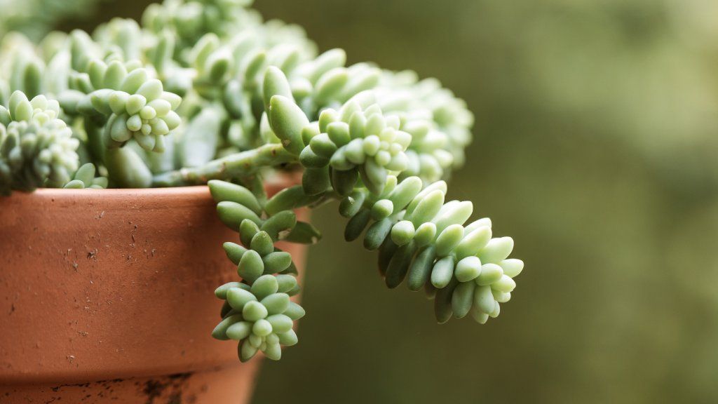 Burro&#039;s tail succulent in a pot