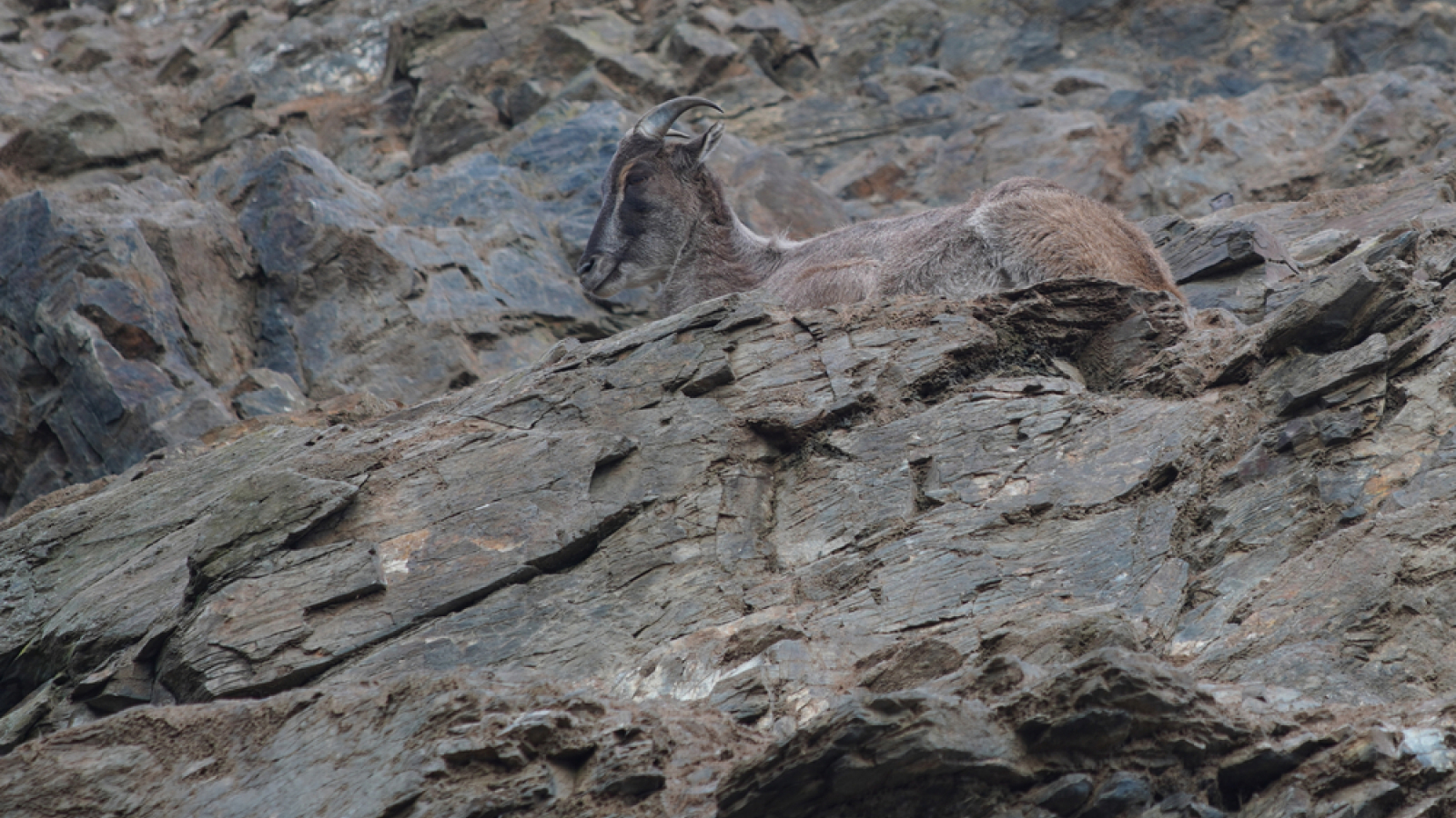 Perfect camouflage of the Himalayan tahr against the dark rocks.