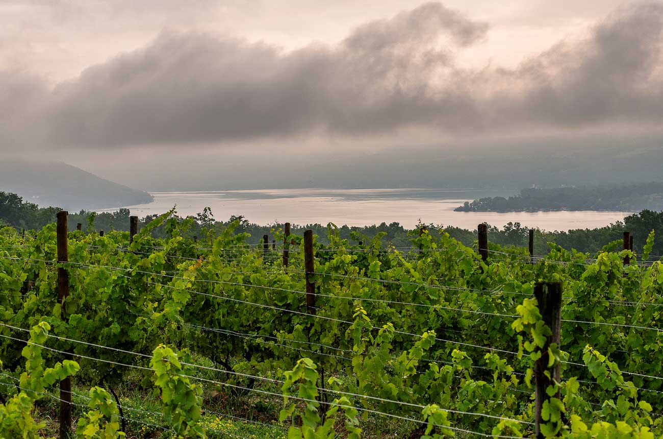 Image of a foggy morning in the Finger Lakes vineyards.
