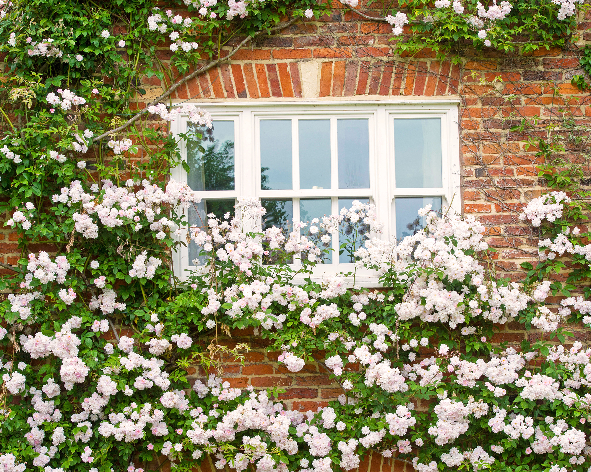 Paul’s Himalayan Musk rambling rose
