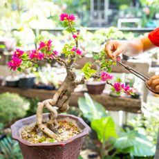 Gardener prunes and trains bougainvillea bonsai tree