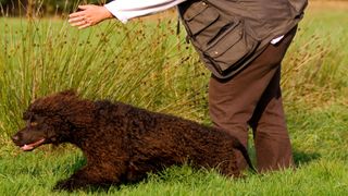 Water spaniel being trained