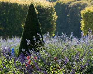 cone pruned yew tree and lavender