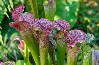 Sarracenia drummondii S leucophyla Crimson pitcher plant