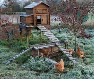 Pet chickens and raised chicken coop in frosty weather