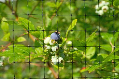 Blueberry Protected Behind Black Net