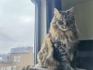 Huawei Mate X2 camera sample