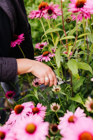 hands cutting pink echniacea in cut flower garden