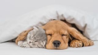 Young English Cocker spaniel puppy hugs kitten under a blanket
