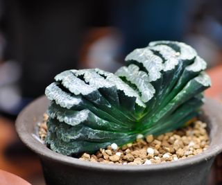 Haworthia truncata in the flower pot