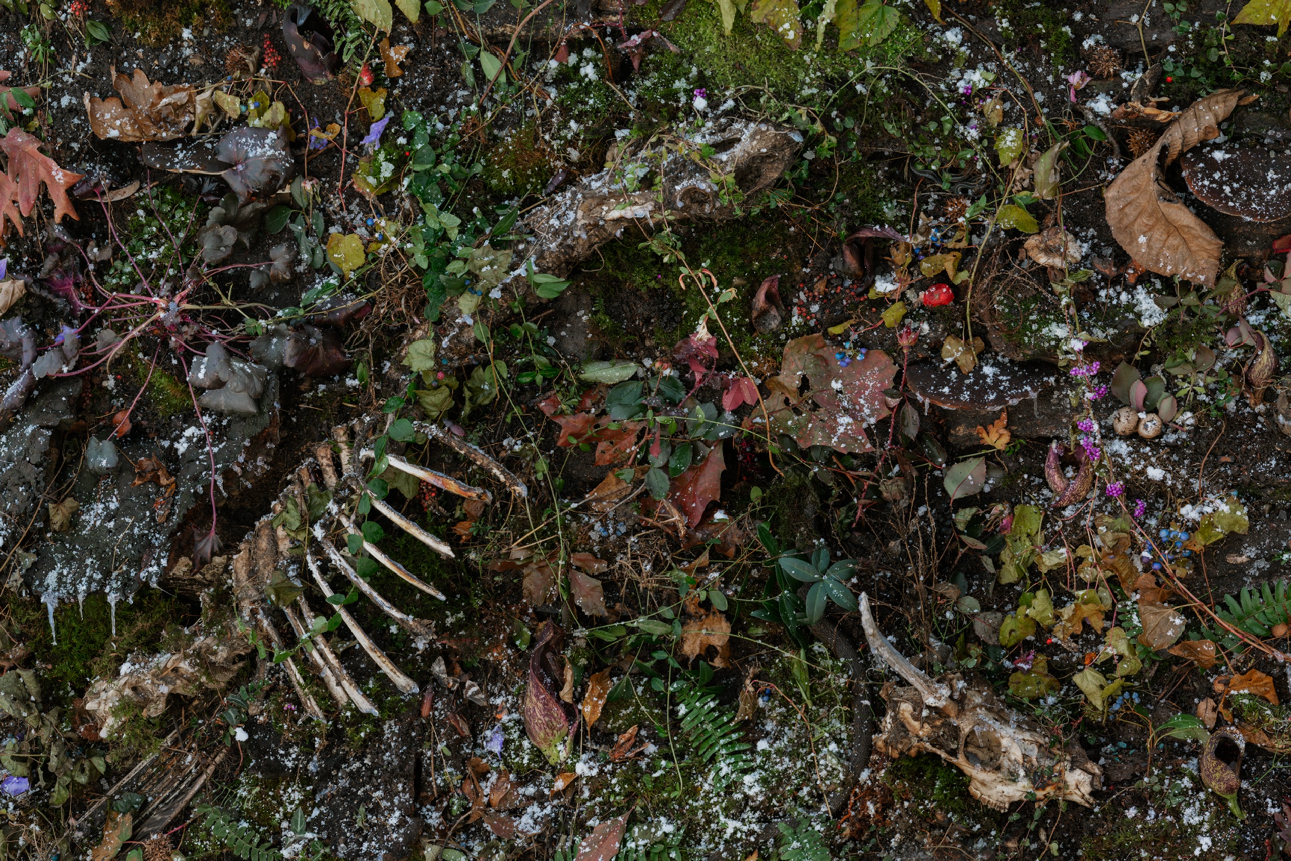 A dense forest floor tableau of moss, leaves, berries, ferns and wildflowers dusted with frost, with a bleached ribcage and an animal skull half-hidden among the plants.
