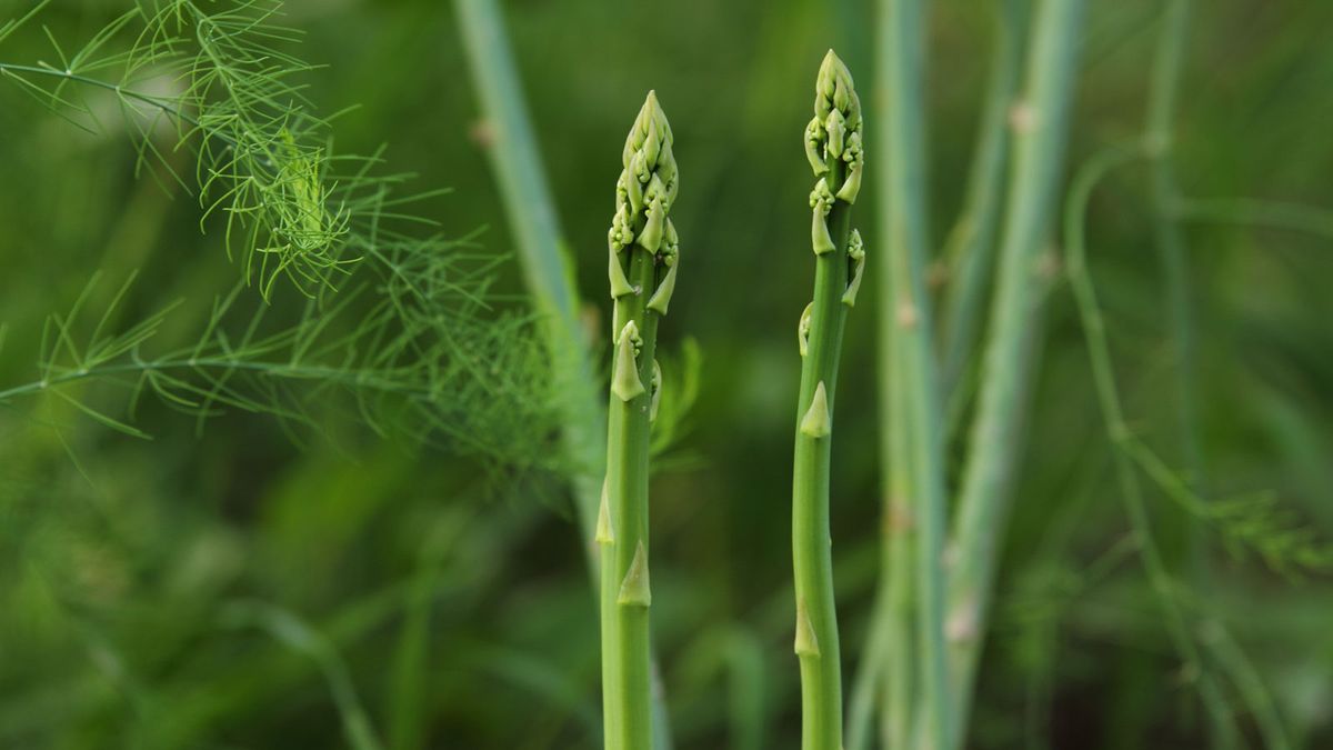When Should You Plant Asparagus? 6 Growing Tips for an Early Harvest of This Seasonal Treat
