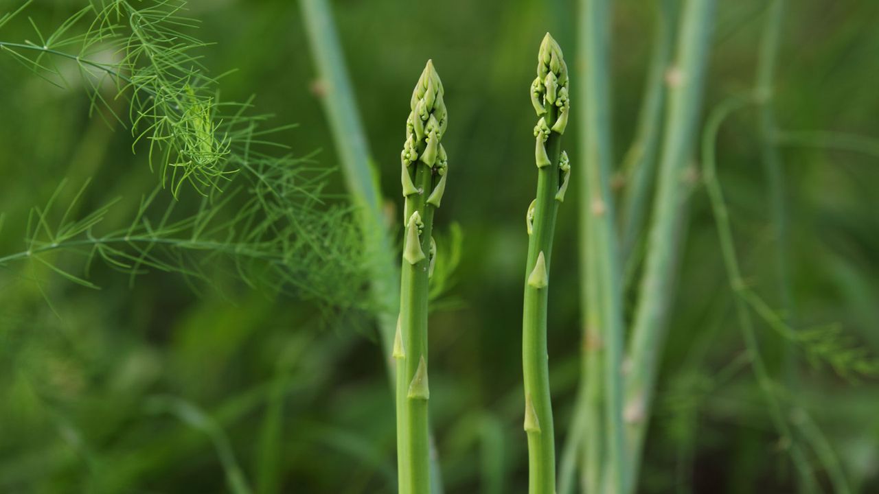 asparagus plants growing