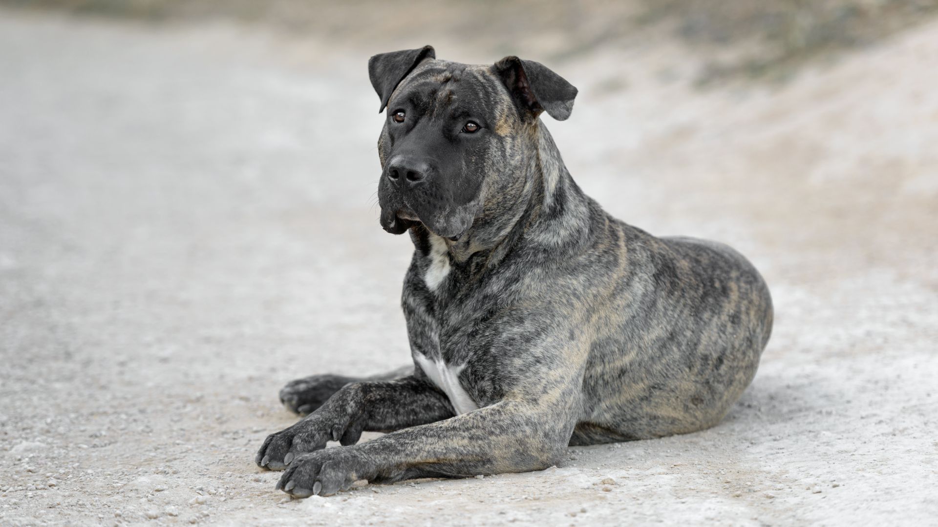 Perro de Presa Canario, a large mastiff type