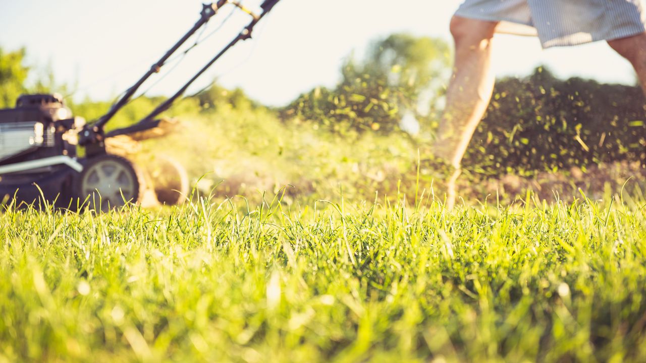 Gardener mowing the lawn on bright day