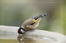 A bird drinks from a bird bath