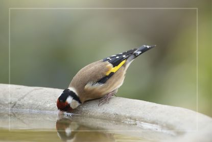 A bird drinks from a bird bath