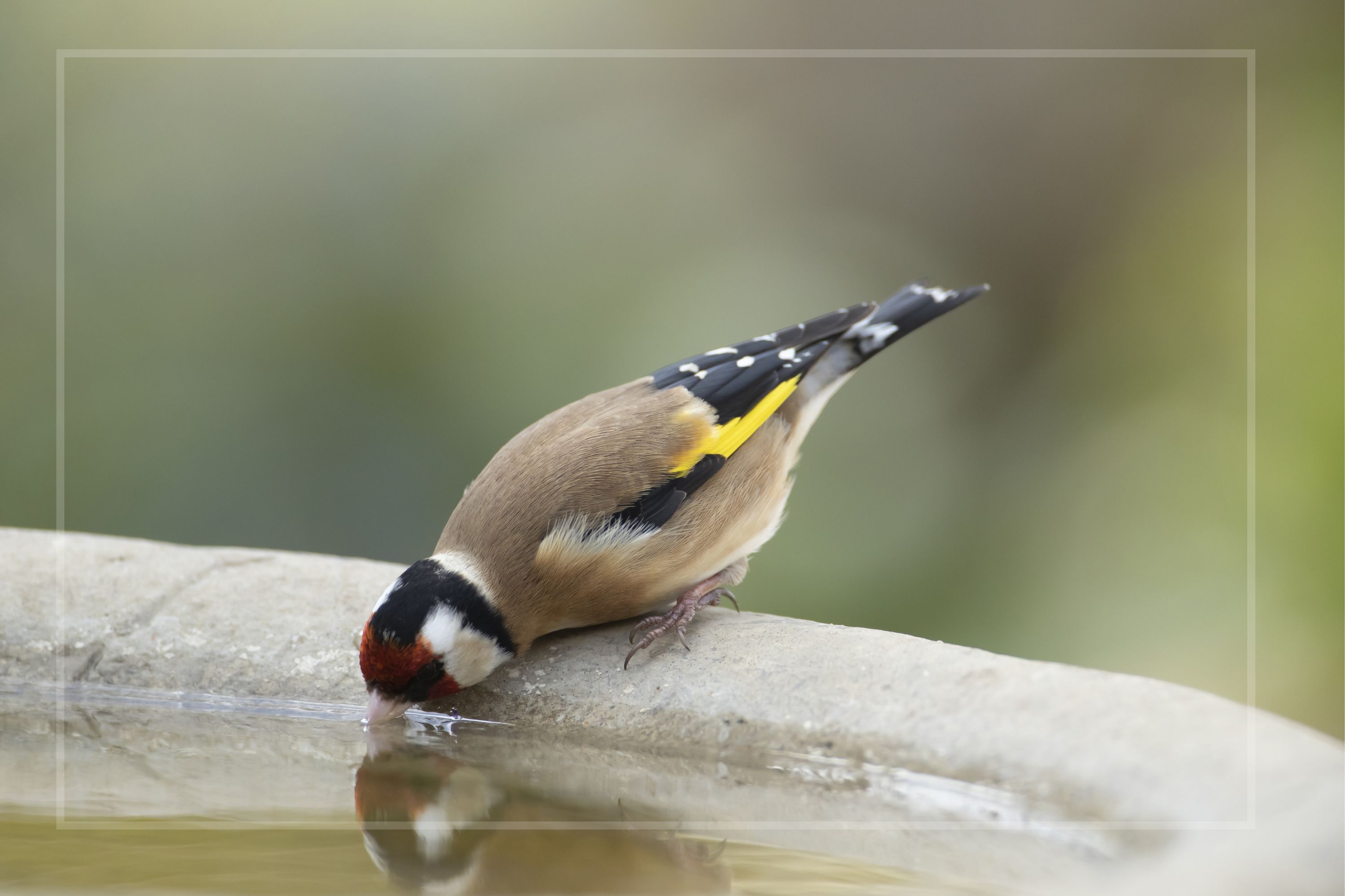A bird drinks from a bird bath