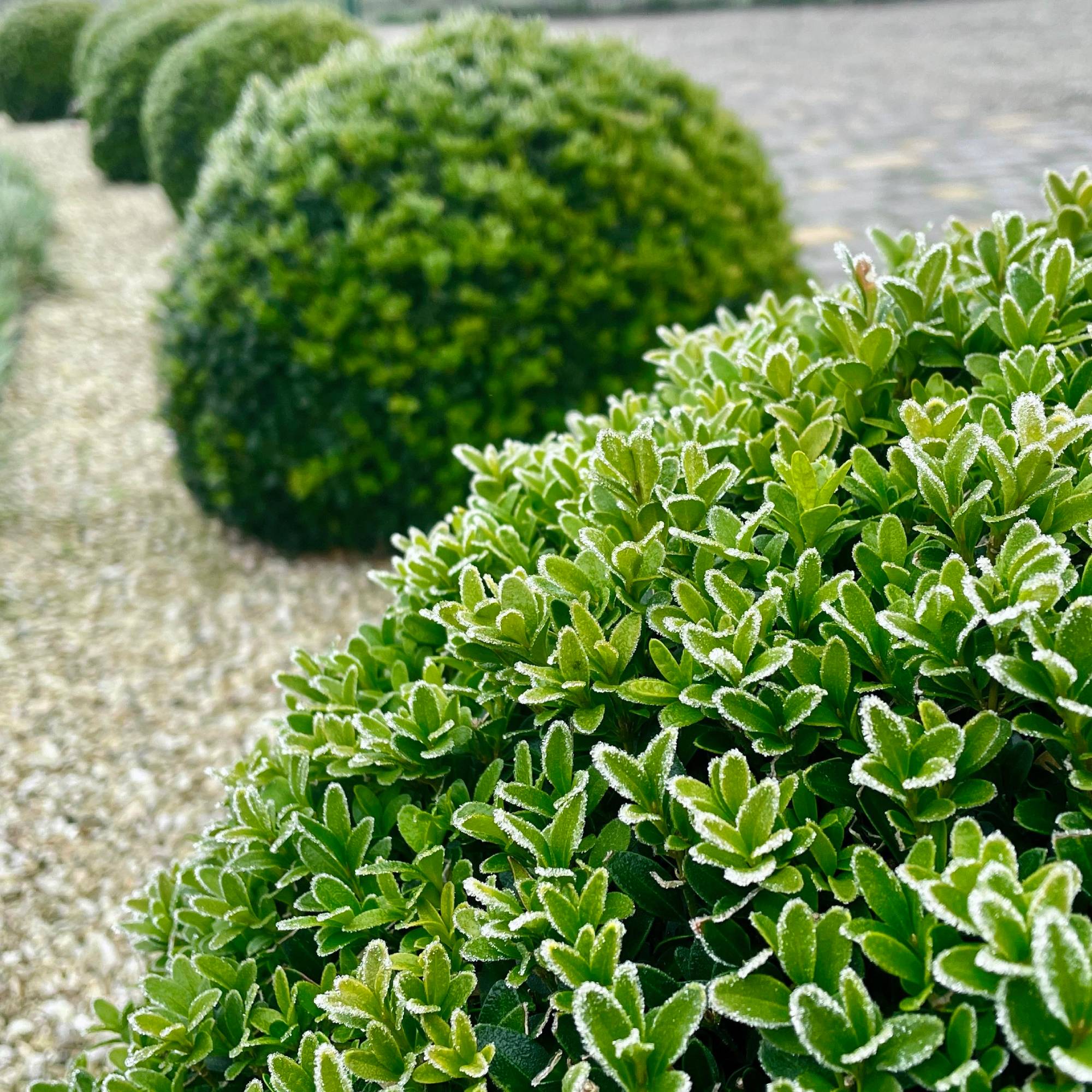 Broadleaf evergreen shrubs - boxwood