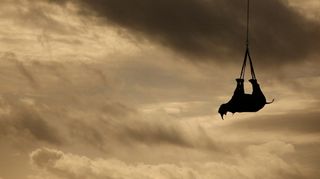 WWF transports black rhinoceroses by helicopter