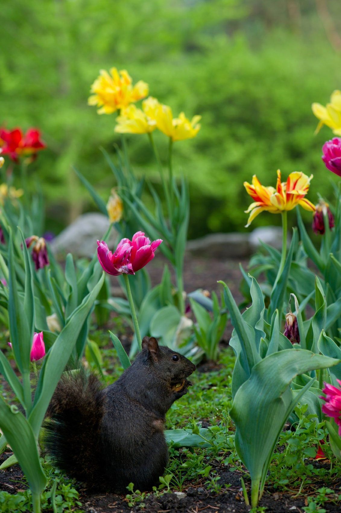 Squirrel In Flower Bulb Garden