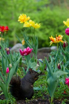 Squirrel In Flower Bulb Garden