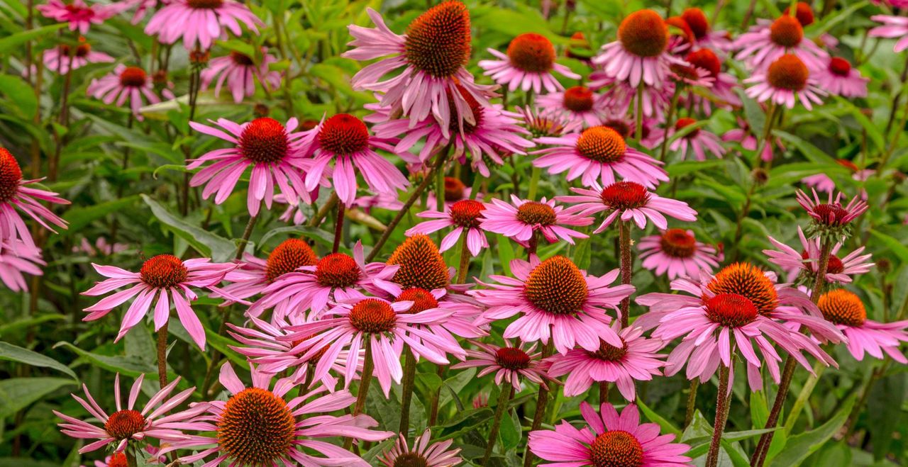 Echinacea in bloom