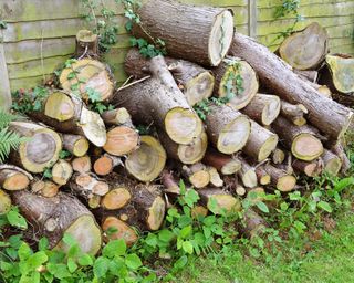 log pile in garden