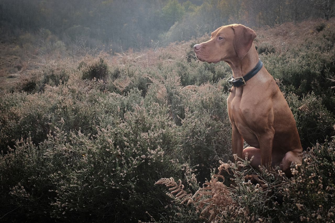 Dog in heather