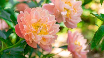 Light pink peony flowers