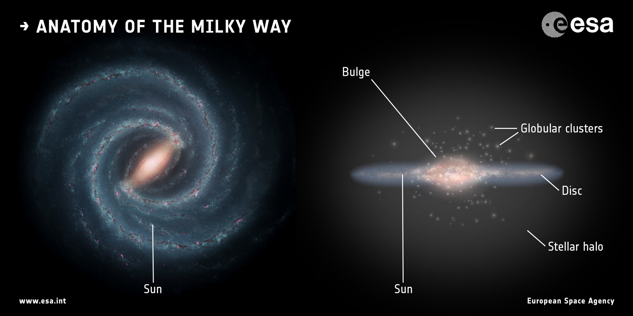 A diagram of the Milky Way head-on on the left, with an edge-on view on the right. The left looks like a spiral and the right looks like a disk with a bulging central blob.