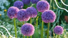 picture of alliums in garden