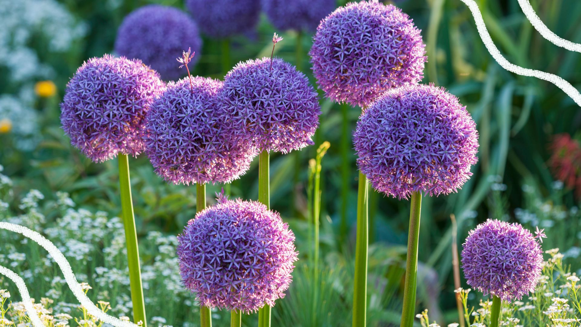 picture of alliums in garden