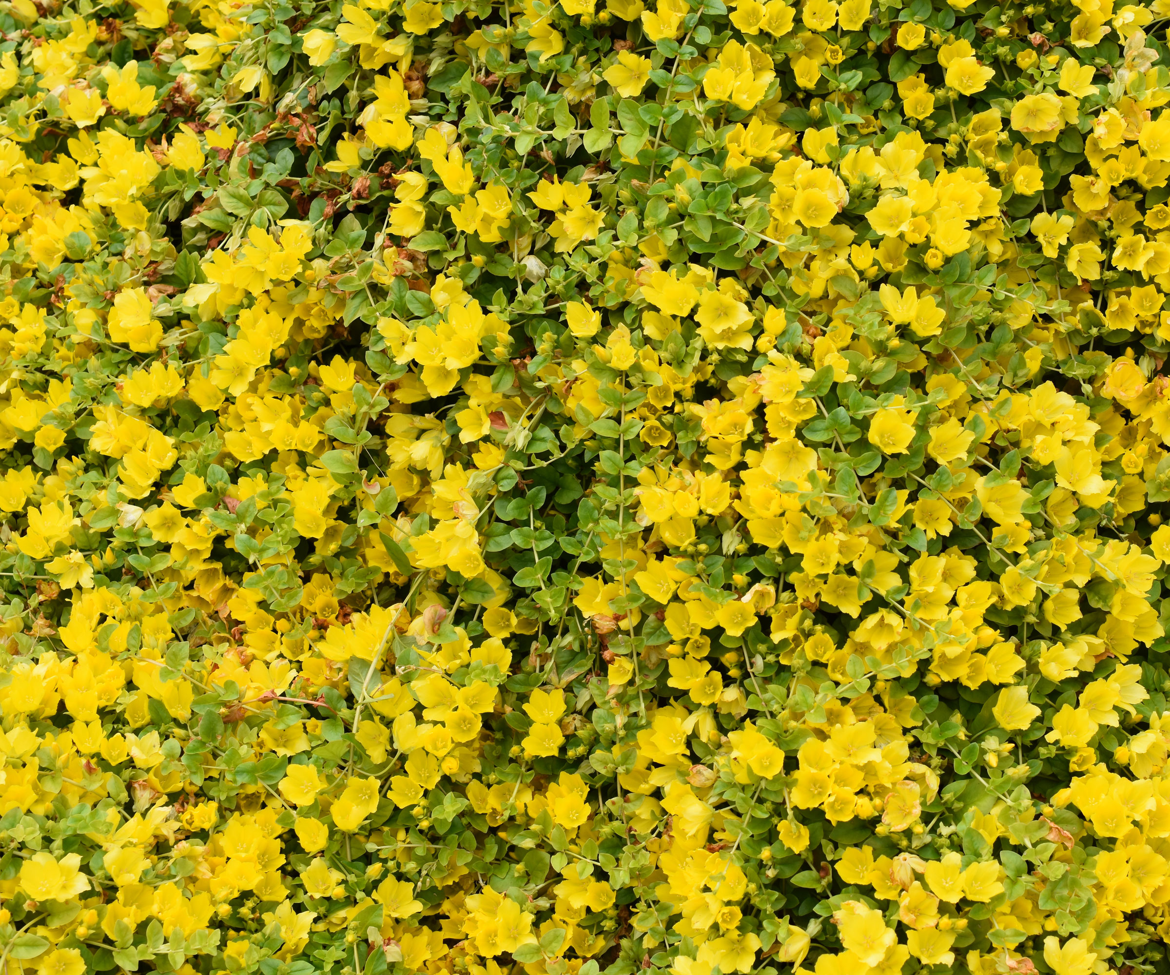 creeping Jenny flowering cluster with yellow blooms