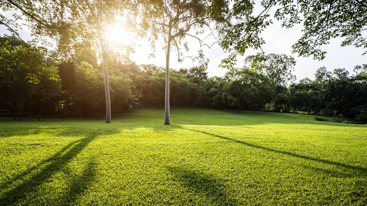 How often should you dethatch a lawn? Experts share advice