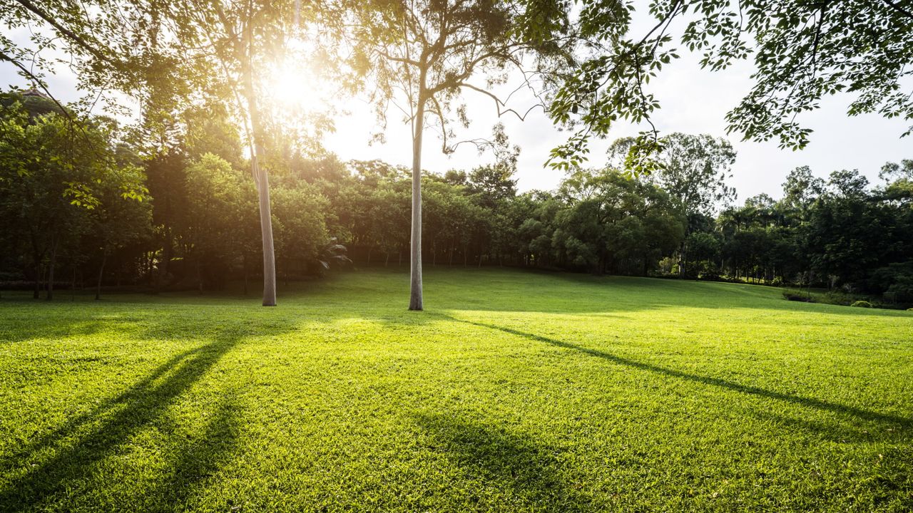 Grass and trees in the sunshine