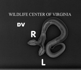 A radiograph taken by the Wildlife Center of Virginia reveals that the snake has two esophagi and two tracheas, but only one heart and set of lungs