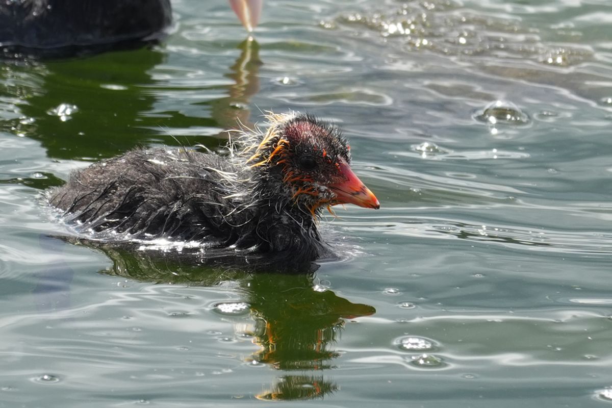 Close-up of a young coot chick swimming through sunlit water.
