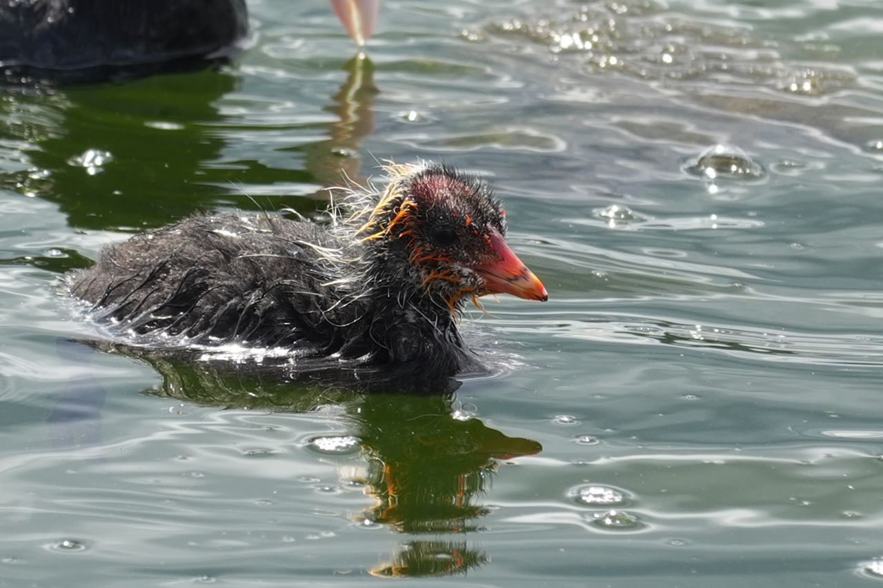 Close-up of a young coot chick swimming through sunlit water.