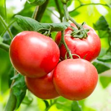 tomatoes on a plant