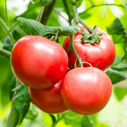 tomatoes on a plant