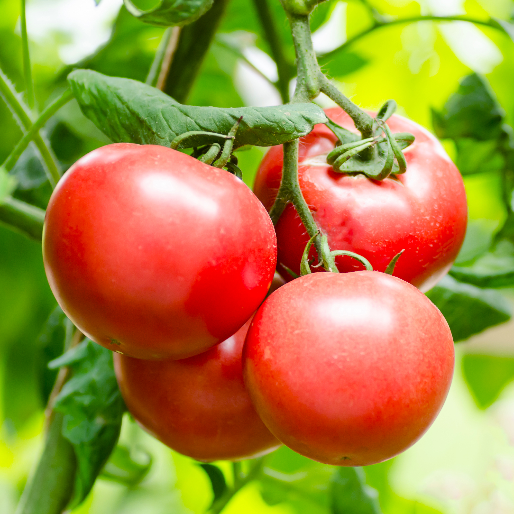 tomatoes on a plant