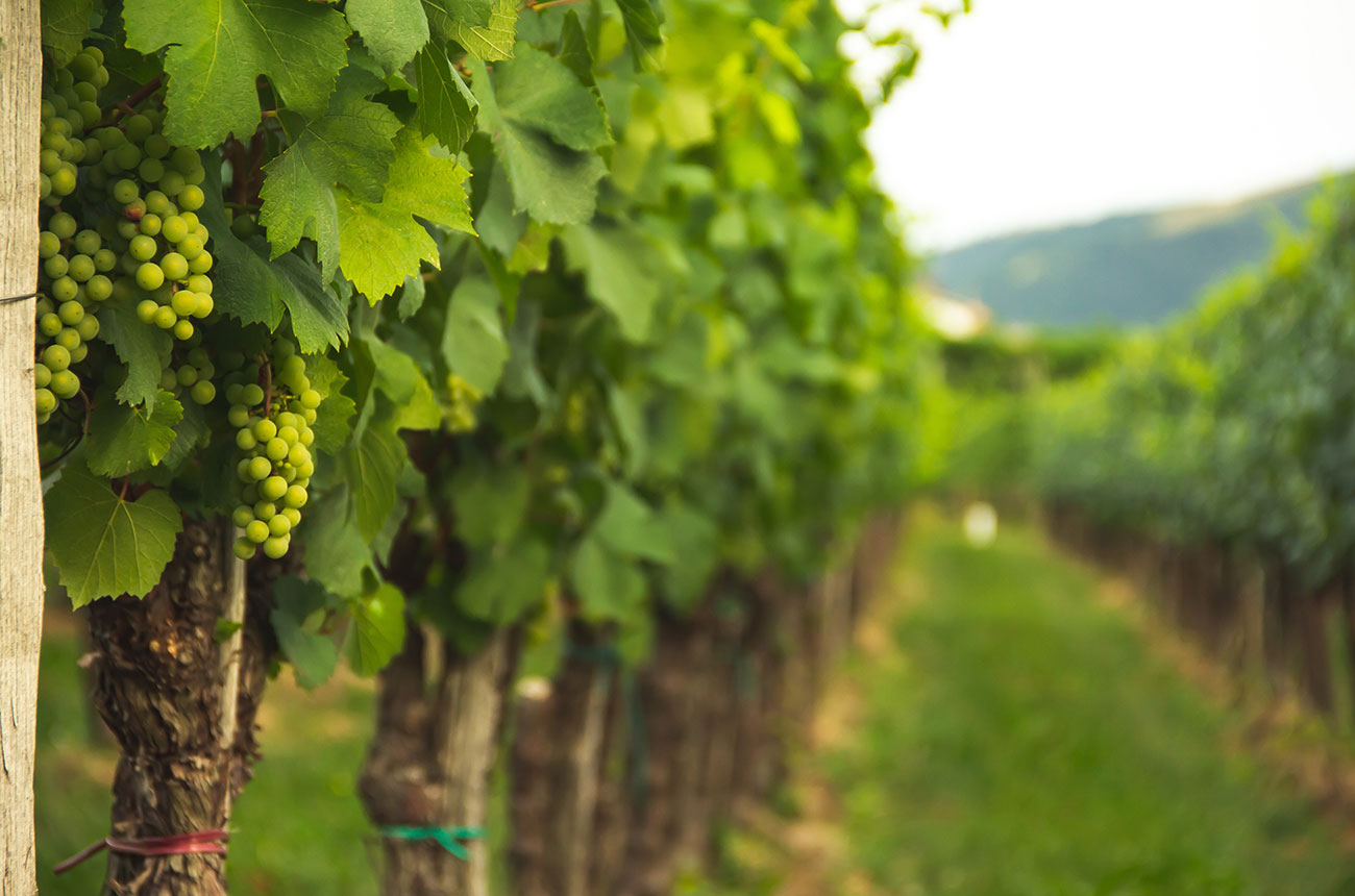 Grapevines in a vineyard