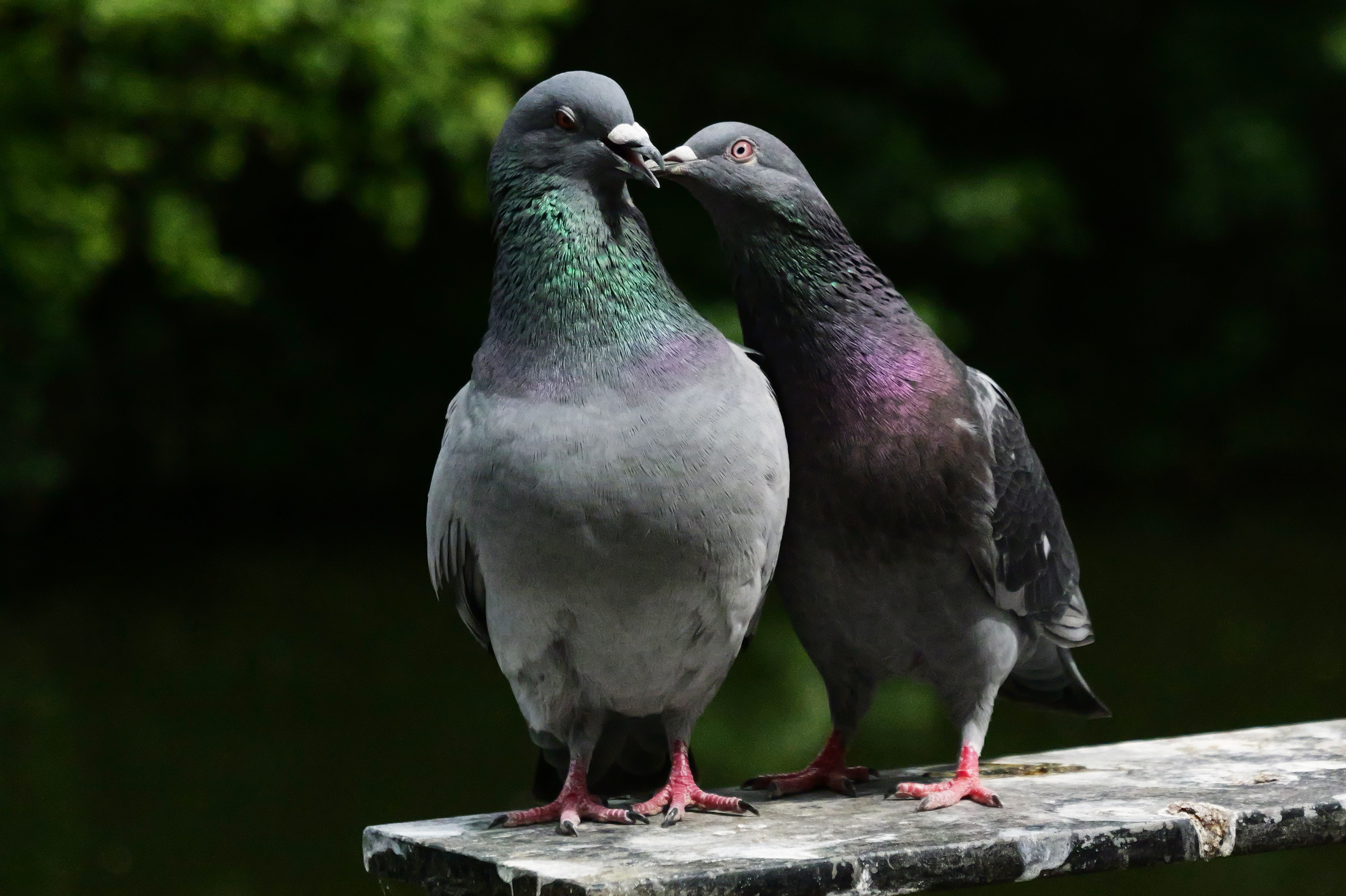A photo taken on a Panasonic Lumix GH7 Micro Four Thirds camera