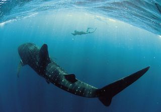 Whale sharks are the largest shark and largest fish species swimming around in the seas. They can weigh as much as an elephant.