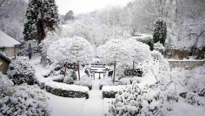 如何在冬天保护植物:下雪的花园