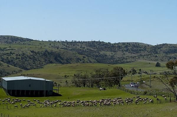 Riders pass a sheep station near Grenta with aound forty kilometres to the finish.