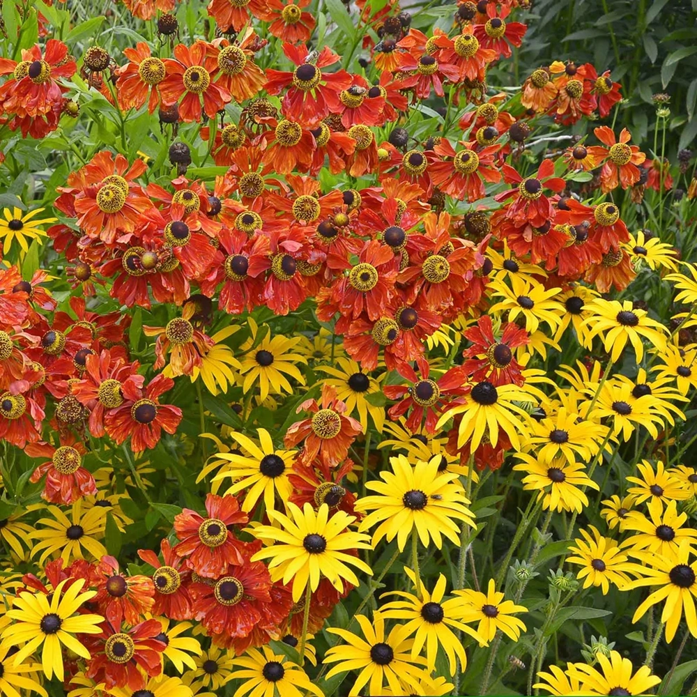 Black Eyed Susan &amp;amp; Helenium Moerheim Beauty Bulbs Collection