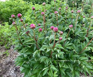 Peony shrub with pink buds