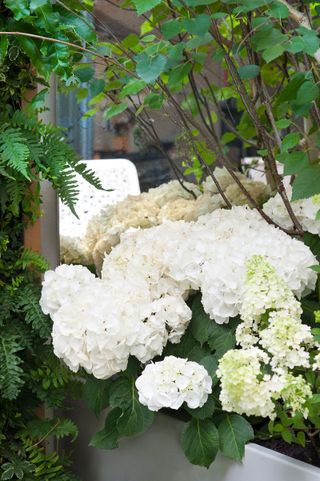 White hydrangeas in box planter in front of outdoor mriror